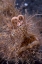 Picture of INDONESIA, HAIRY FROGFISH THAT USES ITS LURE