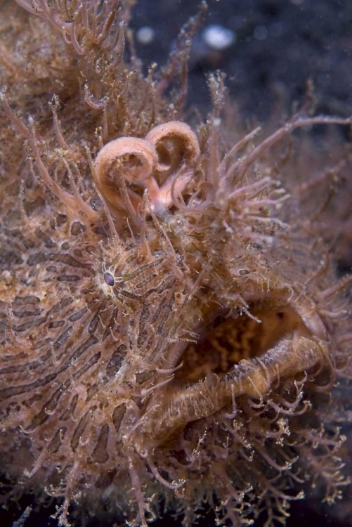 Picture of INDONESIA, HAIRY FROGFISH THAT USES ITS LURE