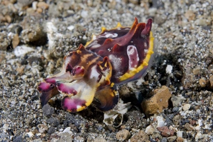 Picture of INDONESIA, A PFEFFERS FLAMBOYANT CUTTLEFISH