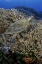 Picture of INDONESIA, KOMODO NP TURTLE SWIMS OVER CORAL