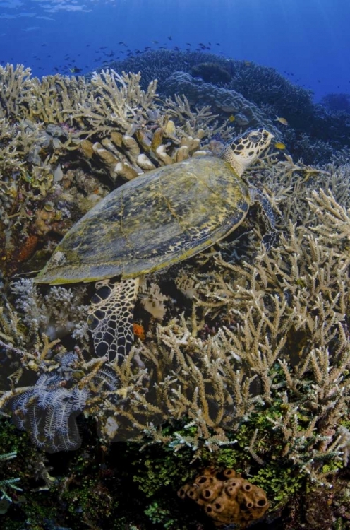 Picture of INDONESIA, KOMODO NP TURTLE SWIMS OVER CORAL