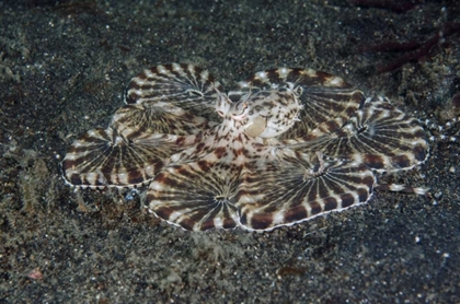 Picture of INDONESIA, LEMBEH STRAIT CLOSE-UP OF OCTOPUS