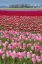 Picture of USA, WASHINGTON FIELD OF MULTICOLORED TULIPS