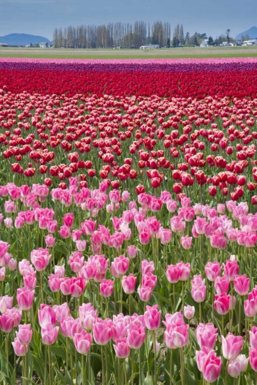 Picture of USA, WASHINGTON FIELD OF MULTICOLORED TULIPS