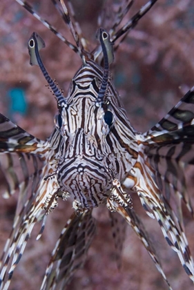 Picture of POISONOUS RED LIONFISH, RAJA AMPAT, INDONESIA