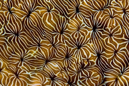 Picture of ABSTRACT OF HARD CORAL, RAJA AMPAT, INDONESIA
