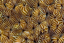 Picture of ABSTRACT OF HARD CORAL, RAJA AMPAT, INDONESIA