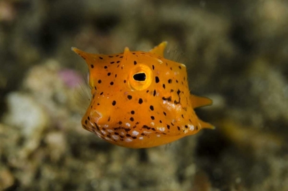 Picture of INDONESIA, LEMBEH STRAIT OF JUVENILE COWFISH