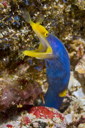 Picture of INDONESIA, SUANGI ISLAND COLORFUL RIBBON EEL