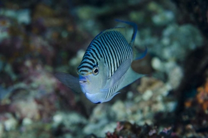 Picture of INDONESIA, PAPUA, CENDERAWASIH BAY ANGELFISH