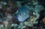 Picture of INDONESIA, PAPUA, CENDERAWASIH BAY ANGELFISH