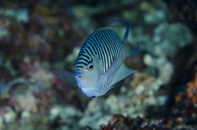 Picture of INDONESIA, PAPUA, CENDERAWASIH BAY ANGELFISH