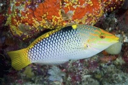 Picture of COLORFUL WRASSE, RAJA AMPAT, PAPUA, INDONESIA