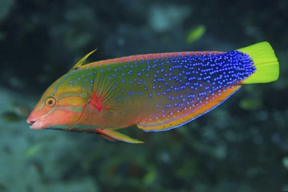 Picture of COLORFUL WRASSE, RAJA AMPAT, PAPUA, INDONESIA