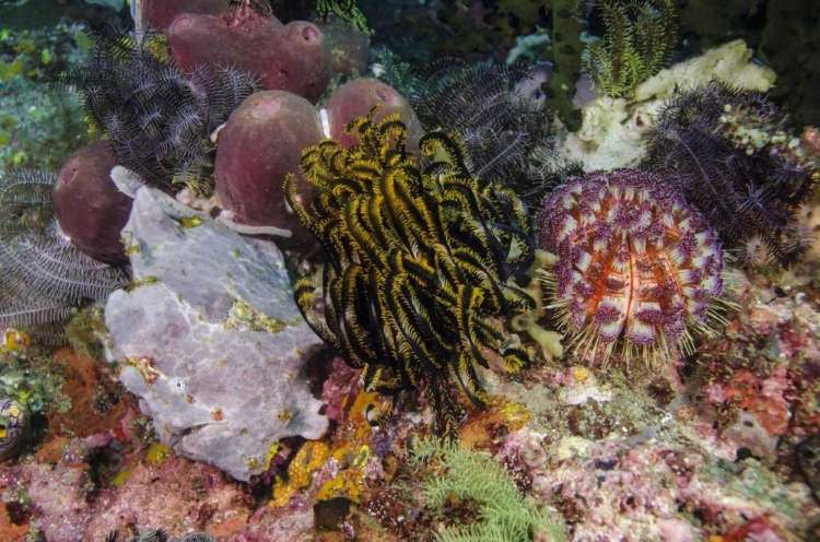 Picture of INDONESIA, KOMODO NP WHITE FROGFISH ON CORAL