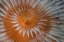 Picture of INDONESIA, PAPUA, FAKFAK FEATHER-DUSTER WORM