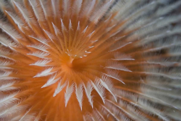 Picture of INDONESIA, PAPUA, FAKFAK FEATHER-DUSTER WORM