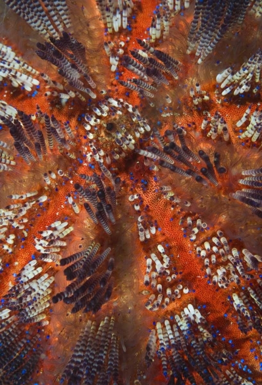 Picture of INDONESIA, RAJA AMPAT OVERVIEW OF SEA URCHIN