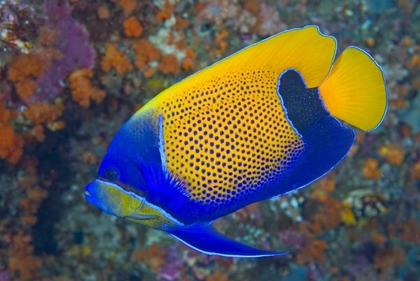 Picture of INDONESIA, RAJA AMPAT BLUE-GIRDLED ANGELFISH