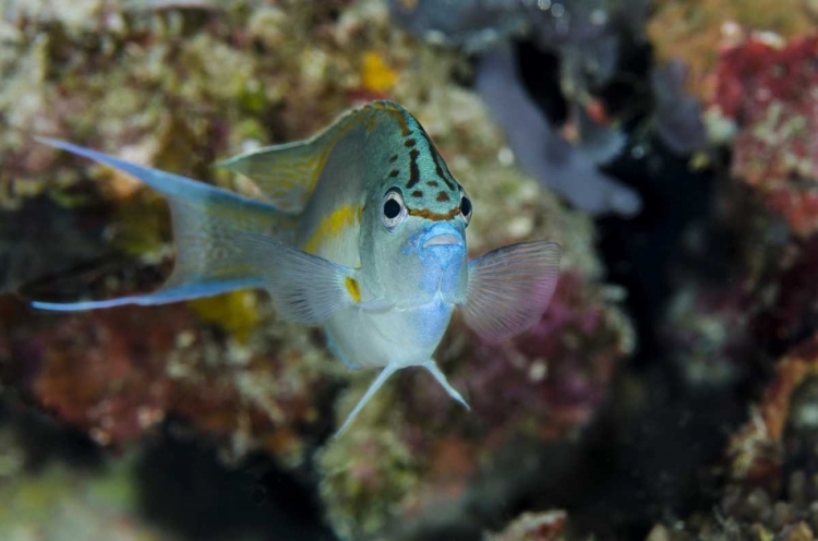 Picture of INDONESIA, PAPUA, CENDERAWASIH BAY ANGELFISH