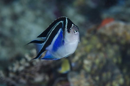 Picture of INDONESIA, PAPUA, CENDERAWASIH BAY ANGELFISH