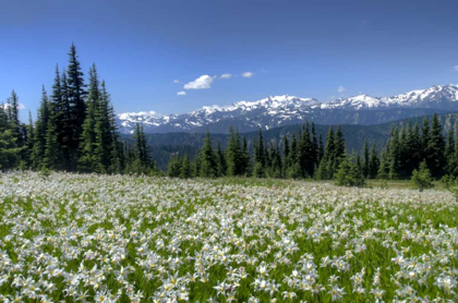 Picture of WA, OLYMPIA NP HIGH-ALTITUDE LILIES IN BLOOM