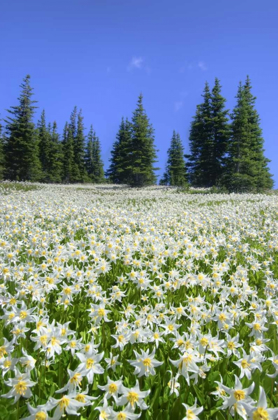 Picture of WA, OLYMPIA NP HIGH-ALTITUDE LILIES IN BLOOM