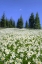 Picture of WA, OLYMPIA NP HIGH-ALTITUDE LILIES IN BLOOM