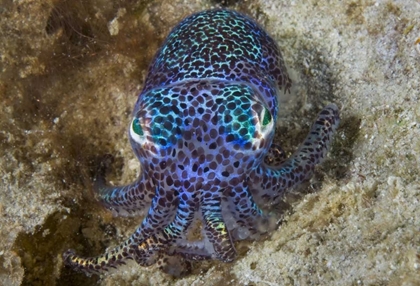 Picture of NOCTURNAL BOBTAIL SQUID, ALJUI BAY, INDONESIA