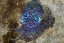Picture of NOCTURNAL BOBTAIL SQUID, ALJUI BAY, INDONESIA