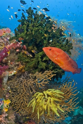 Picture of CORAL TROUT SWIMS PAST REEF, PAPUA, INDONESIA