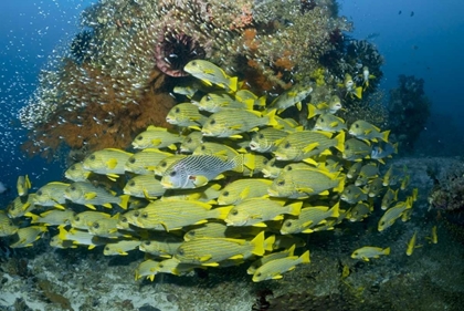 Picture of INDONESIA SWEETLIP FISH SWIM PAST CORAL REEF