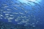 Picture of INDONESIA, PAPUA SCAD FISH, TUNA LOOK-ALIKES