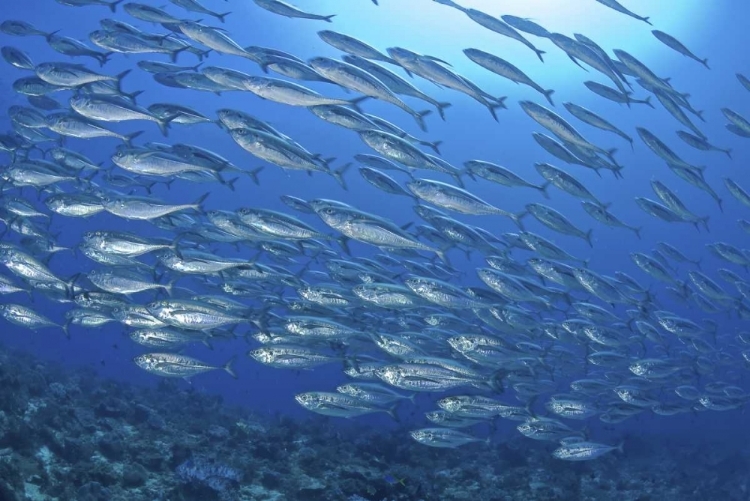 Picture of INDONESIA, PAPUA SCAD FISH, TUNA LOOK-ALIKES