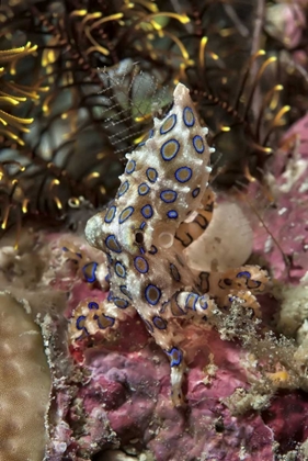 Picture of INDONESIA, PAPUA BLUE-RING OCTOPUS AND CORAL