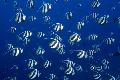 Picture of BANNERFISH, IRIAN JAYA, WEST PAPUA, INDONESIA