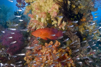 Picture of INDONESIA CORAL TROUT AND GLASSFISH BY CORAL