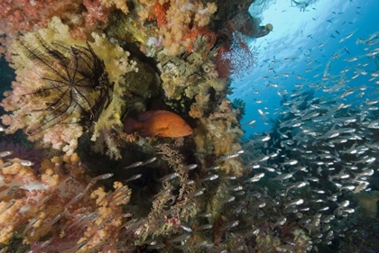 Picture of INDONESIA CORAL TROUT AND GLASSFISH BY CORAL