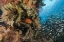 Picture of INDONESIA CORAL TROUT AND GLASSFISH BY CORAL
