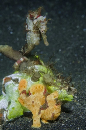 Picture of INDONESIA CAMOUFLAGED FROGFISH AND SEA HORSE