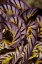 Picture of INDONESIA, MISOOL ISLAND DETAIL OF A CRINOID