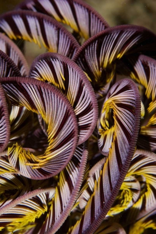 Picture of INDONESIA, MISOOL ISLAND DETAIL OF A CRINOID