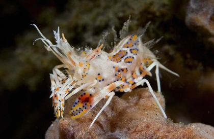 Picture of INDONESIA, SULAWESI ISLAND TINY TIGER SHRIMP