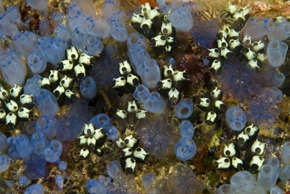 Picture of INDONESIA BLUEBELL TUNICATES AND MARINE LIFE