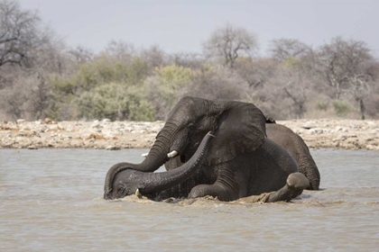 Picture of NAMIBIA, ETOSHA NP TWO ELEPHANTS BATHING