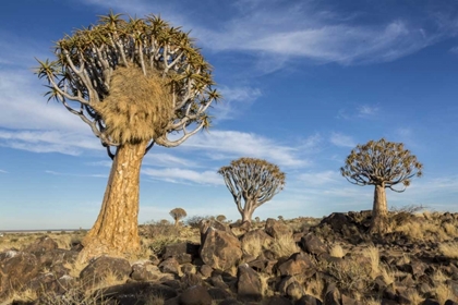 Picture of AFRICA, NAMIBIA QUIVER TREES AND BOULDERS