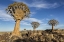 Picture of AFRICA, NAMIBIA QUIVER TREES AND BOULDERS