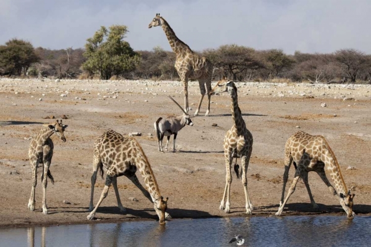 Picture of NAMIBIA, ETOSHA NP ANIMALS AT A WATERHOLE