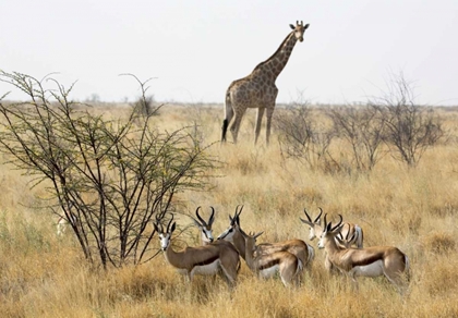 Picture of NAMIBIA, ETOSHA NP GIRAFFE AND SPRINGBOKS