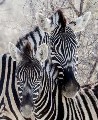 Picture of NAMIBIA, ETOSHA NP PORTRAIT OF TWO ZEBRAS